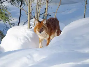 Finland Prints: Dhole (Cuon alpinus), syn. asian wild dog