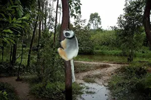 Indian Ocean Prints: Diademed Sifaka (Propithecus Diadema)