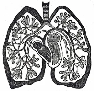 Physician Prints: Diagram of the circulation of blood as understood after William Harvey's work