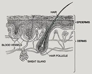 Blood Vessels Prints: A diagram of layers of human skin