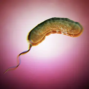 Square Prints: Diagram of a vibrio cholerae bacterium which causes cholera