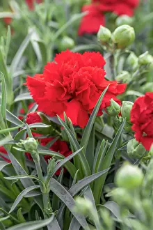 Flavour Prints: Dianthus Carnelia