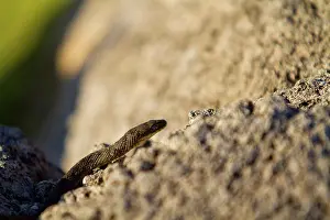 Matter Prints: Dice snake in the NP of Skadar lake in Montenegro
