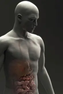 Anatomy Prints: The digestive system (male) viewed from a three quarter view