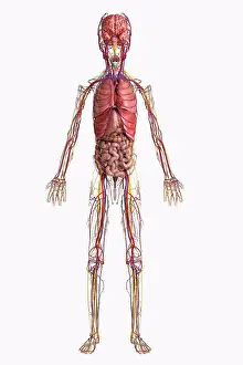 Pediatric Prints: Digital illustration of internal organs of a pre-adolescent male child
