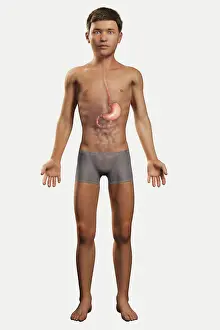 Pediatric Prints: Digital illustration of a pre-adolescent male child with the organs of the digestive system visible within the abdomen