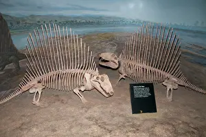 Dinosaur Prints: Dimetrodon skeleton from Permian period
