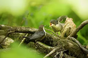 Devon Prints: A dipper bird feeding a juvenile in the woods