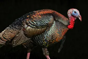 Farm Prints: Discover the Majestic Beauty of the Wild Turkey: Stunning Photography and Facts