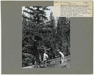 Disease Control - Colorado. Photographs Relating to National Forests