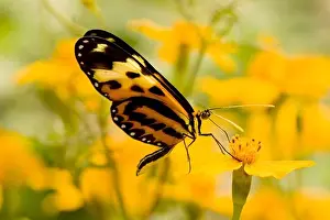 Arthropod Prints: Disturbed Tigerwing butterfly (Mechanitis polymnia) pollinating a flower