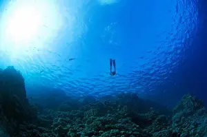 Seas Prints: A diver in blue water, Egypt