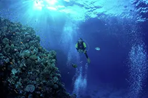 Seas Prints: Diver and coral The 7 pitons Tobia Arba Safaga Red Sea