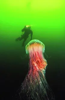 Dangerous Prints: A diver and a Lion's mane jellyfish (Cyanea capillata)