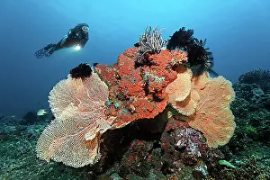 50 54 Years Prints: Diver looking at coral reef with various corals, sponges and crinoids, Bali