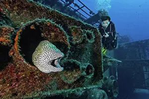 East Africa Prints: Diver looking at moray eel giant moray (Gymnothorax javanicus)