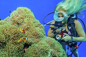 Observe Prints: Diver observes pair of red sea clownfish (Amphiprion bicinctus)