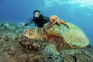 Scuba Diver Prints: A diver watches on as a Day octopus (Octopus cyanea) hitches a ride on a Green sea turtle (Chelonia mydas); Hawaii