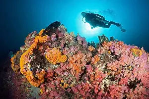 Scuba Diver Prints: Divers and colourful coral reef, Triton Bay, West Papua, Indonesia, Asia