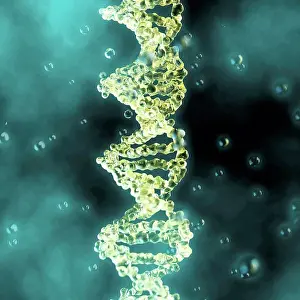 Genetics Prints: DNA (deoxyribonucleic acid) molecule, computer illustration