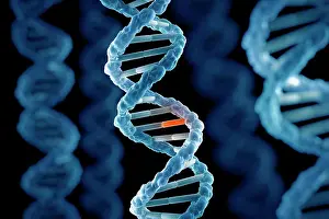 Studioshot Prints: DNA Structure