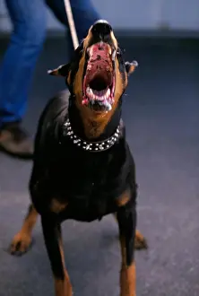 Dangerous Prints: Doberman Pincher guard dog is restrained by his handler while lunging forward and barking
