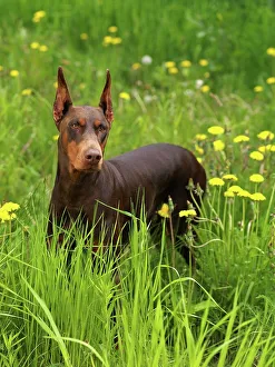 Canines Prints: Doberman Pinscher, AKC, 2 1/2-old Dorey photographed in Anchorage