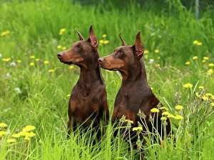 Canines Prints: Doberman Pinschers, AKC, 4-year-old Nemo and 2 1/2-old Dorey photographed in Anchorage