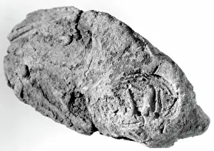 Throne Prints: Document Sealing with the Throne Name of Amenhotep III ca