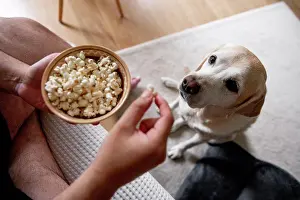 Ingredient Prints: The dog begs for food. Labrador is a glutton. An elderly dog