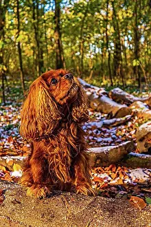 Domestic Dogs Prints: A dog (Canis lupus familiaris)