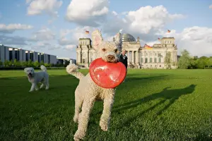 Agility Prints: A dog catching a plastic disc with another dog and a man in the background
