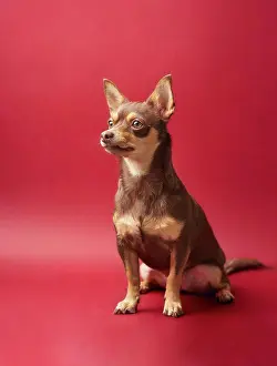 Canine Prints: dog chihuahua brown and caramel on a red background