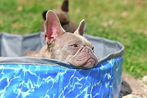Domestic Dogs Prints: Dog chilling in pool