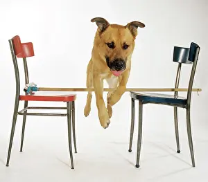 Plays Prints: for the dog : fitness at home