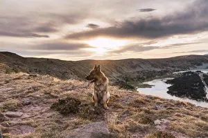 Shepherd Prints: dog german shepherd in a lake and mountains landscape