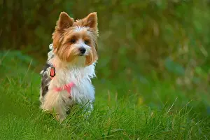2022 Prints: Dog on the grass. Pet - Yorkshire terrier biewer