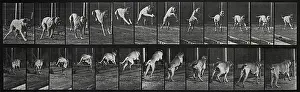 Jumping Prints: A dog jumping a hurdle. Photogravure after Eadweard Muybridge, 1887
