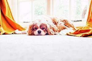 Unwind Prints: Dog lying on floor