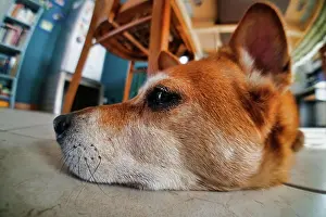 Verrotten Prints: dog lying on sofa, photo as a background dog lying on sofa