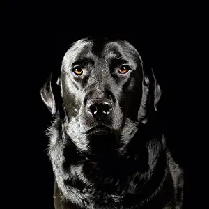 Mystery Prints: dog portrait black background in studio close up