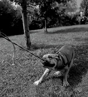 Playful Prints: Dog pulling leash