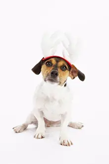 Occasion Prints: Dog with Reindeer Hat