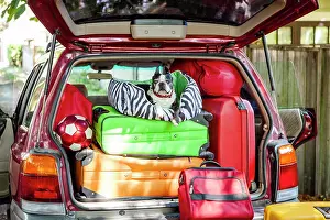 Entrances Prints: Dog sits atop luggage piled into a packed car