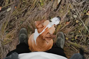 Animal Prints: Dog sitting at the feet of a human in autumn grass, pov shot