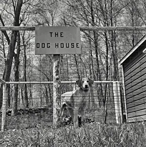 Letter Prints: Dog standing in a kennel