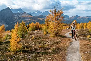 Hikers Prints: Dog Walking Through Healey Pass During Fall in the Rockies