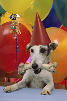 Birthday Party Prints: Dog wearing a birthday hat and holding a bone in its mouth