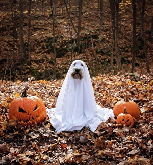 Canidae Prints: Dog wearing a ghost costume sitting between pumpkins for Halloween