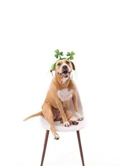 Florida Prints: Dog wearing st. Patrick's day headband, sitting, looking into camera